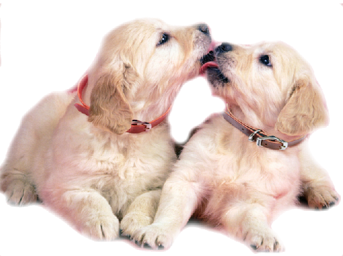 Puppy Licking Other Puppy (500x374), Png Download