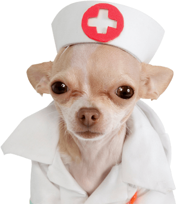 Perro-enfermero - Chihuahua Nurse (420x505), Png Download