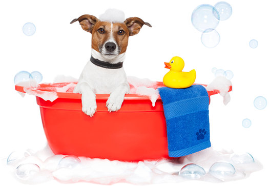 Bath - Dog Spa (525x363), Png Download