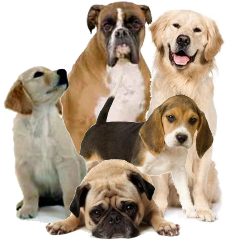 Perros Y Gatos Png - Dog Png (975x1024), Png Download