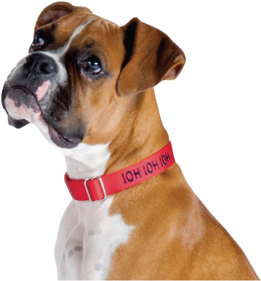 Knino, Alimento Premium Para Perros De Todas Las Razas - Perros Png Transparent Boxer (414x427), Png Download