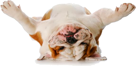 Silly Bulldog Greeting Card (573x279), Png Download