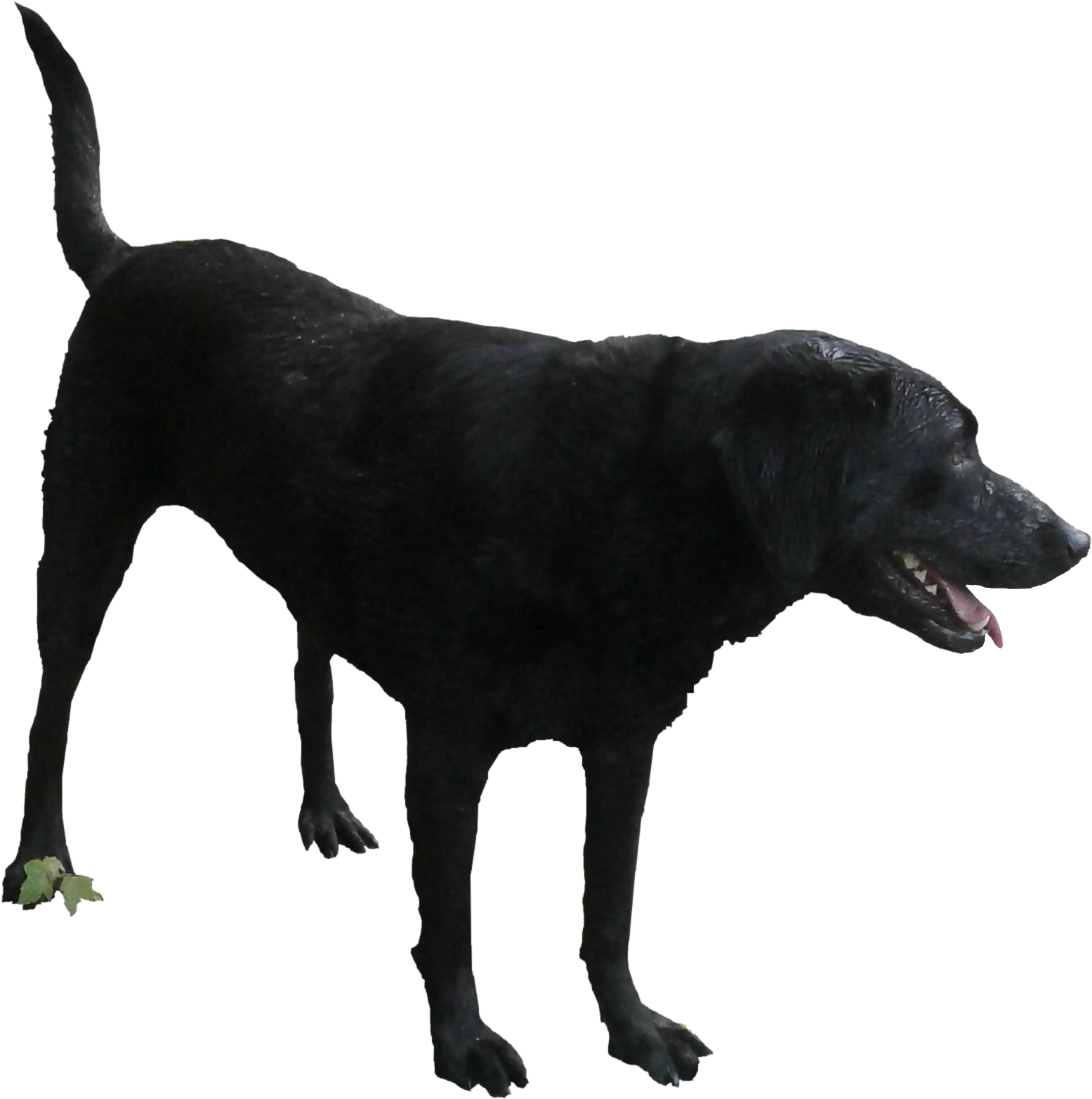 Black Dog Png Vector Transparent Library - Black Dog Png (1564x1564), Png Download