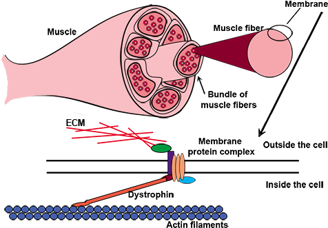 Dystrophin, A Protein That Maintains The Structural - Muscular Dystrophy Cells (480x349), Png Download