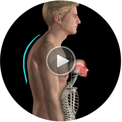 Muscle & Motion - Posture Muscle And Motion (393x393), Png Download