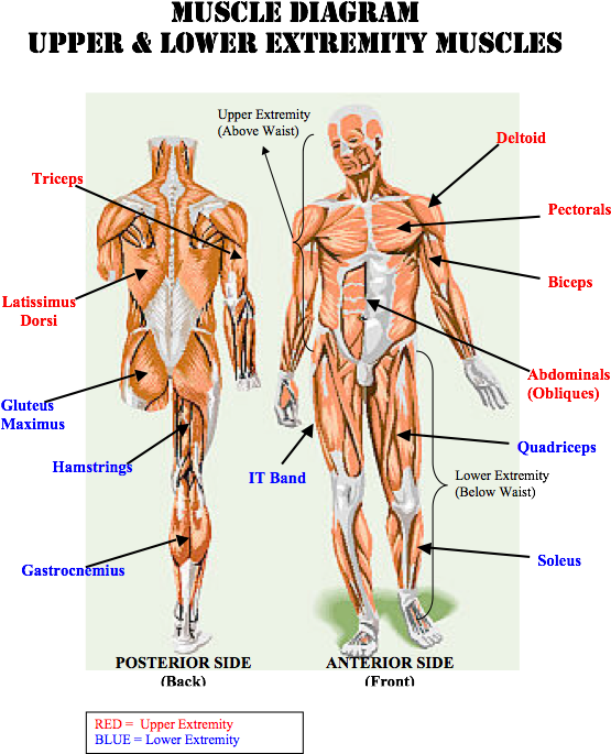 6th Grade Muscle Diagram (591x684), Png Download