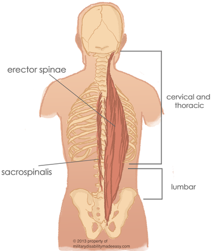 Torso Muscles 4 - Paraspinal Muscle Group (432x507), Png Download