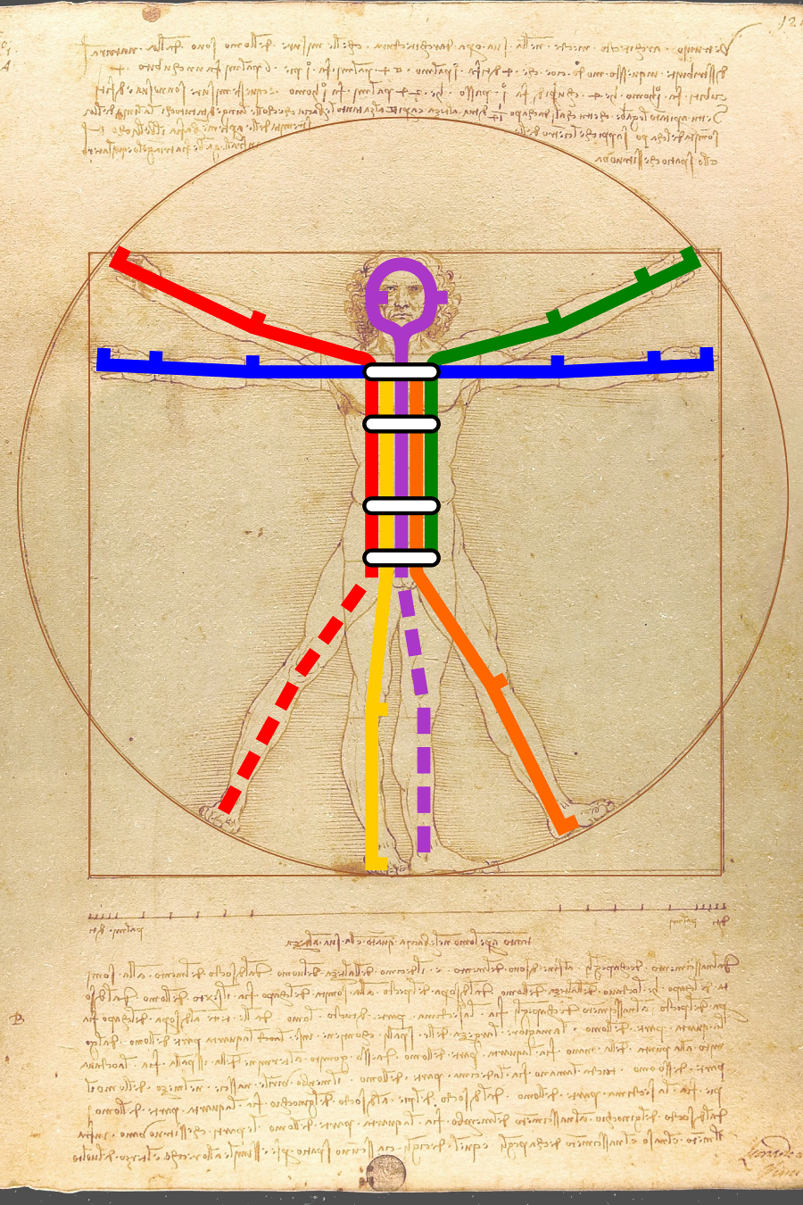 Vitruvian Transit - Leonardo Da Vinci (900x1350), Png Download