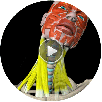 Stretching Anatomy Videos - Stretching (393x393), Png Download