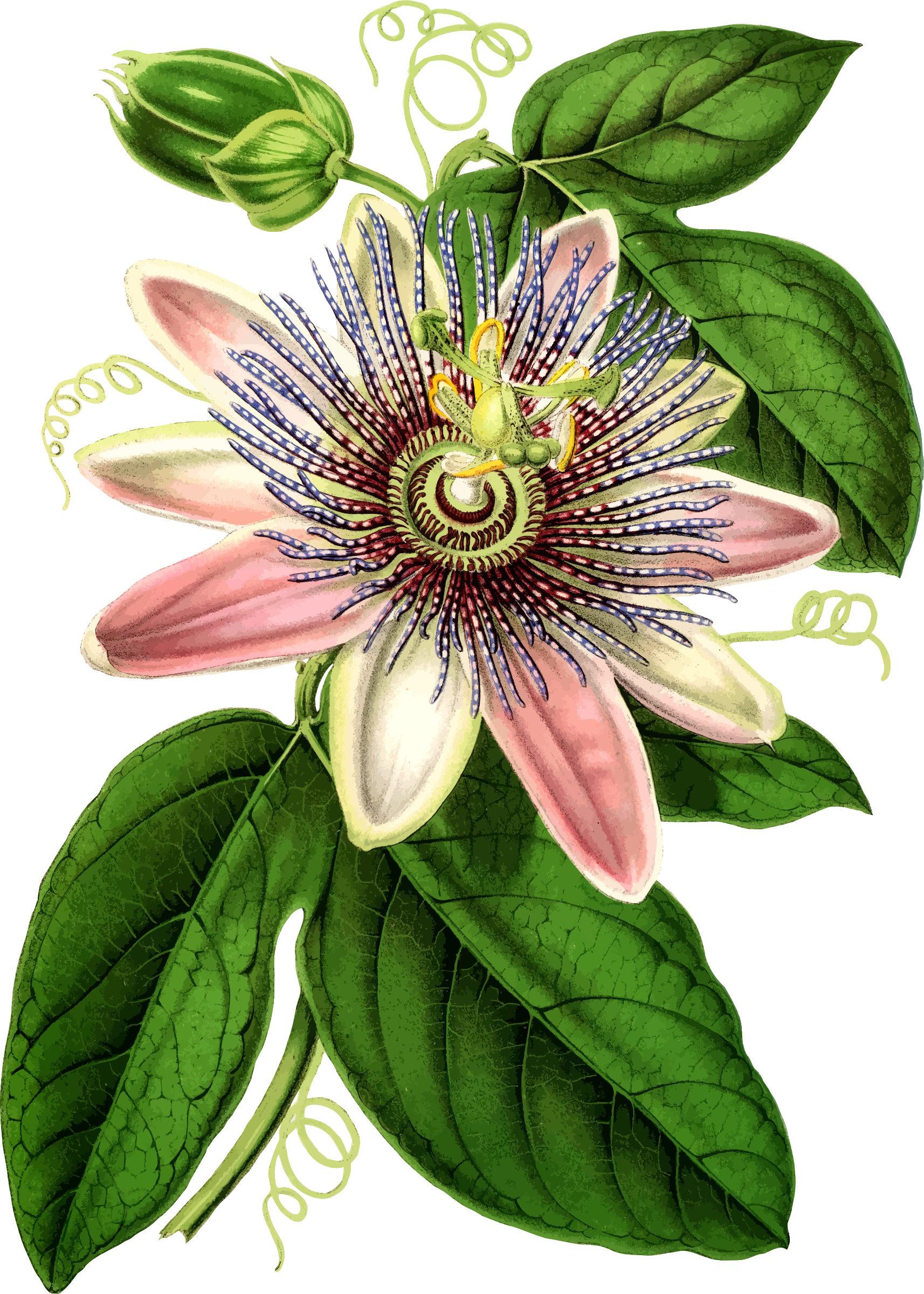 Big Image - Passion Fruit Flower Png (1714x2400), Png Download