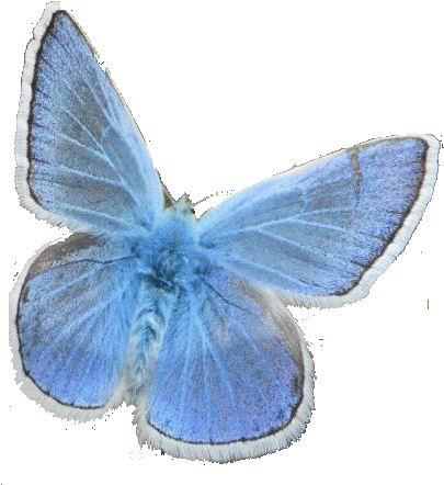 Alpine Blue Butterfly - Holly Blue Butterfly Transparent (600x450), Png Download