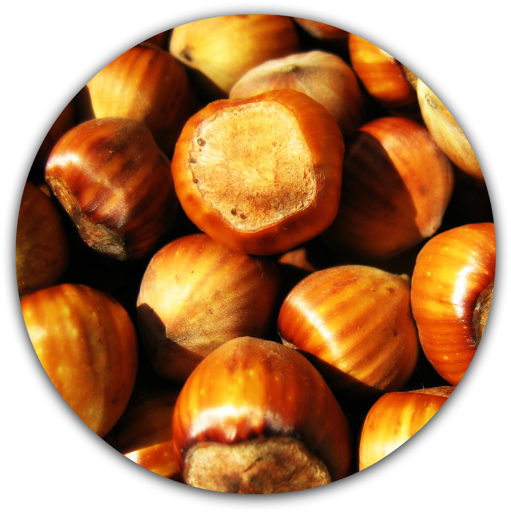Cob Nuts - Hazelnuts (1037x1020), Png Download