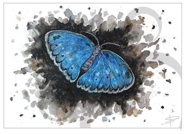 Butterfly Card - Butterfly (591x591), Png Download