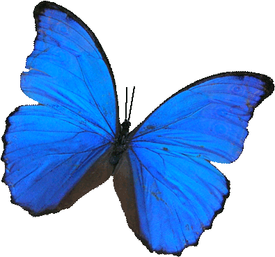 Belize Survivor Banner Transparent Library - Blue Morpho Butterfly Transparent (408x385), Png Download