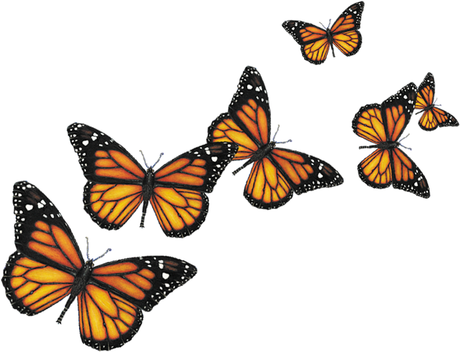 Blue Butterfly Flying Png Download - Real Butterfly Png Hd (680x516), Png Download
