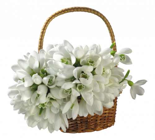 Snowdrop Clipart Bouquet - Basket With Flowers Png (500x454), Png Download