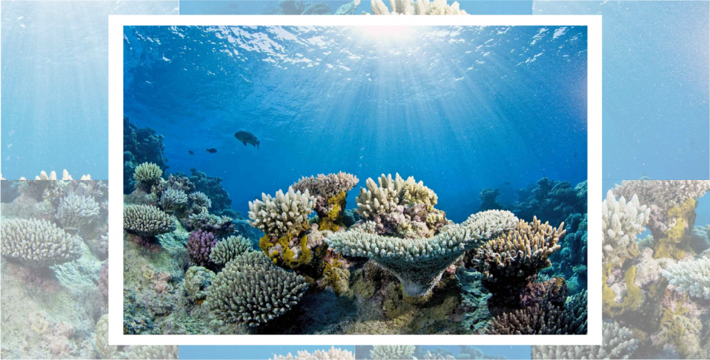 Coral Reef Builders Are In Sharp Decline - Great Barrier Reef Transparent (1024x520), Png Download