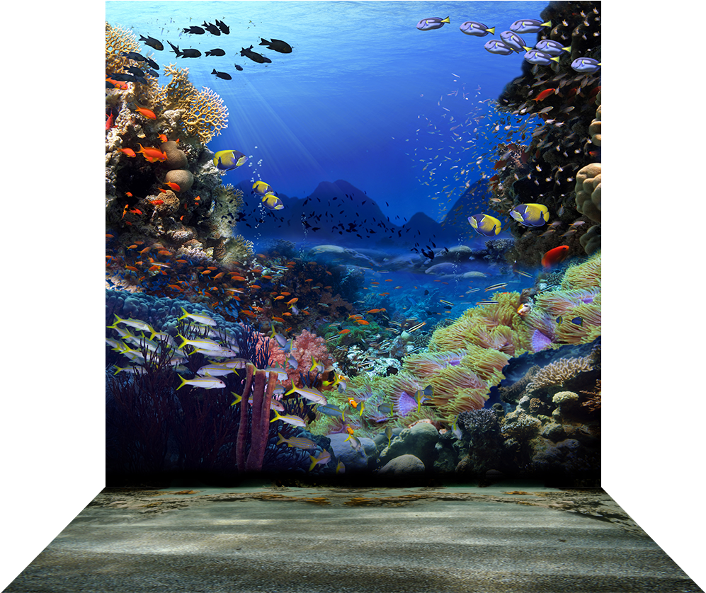 Coral Reef - Colorful Coral Reef (1000x1000), Png Download