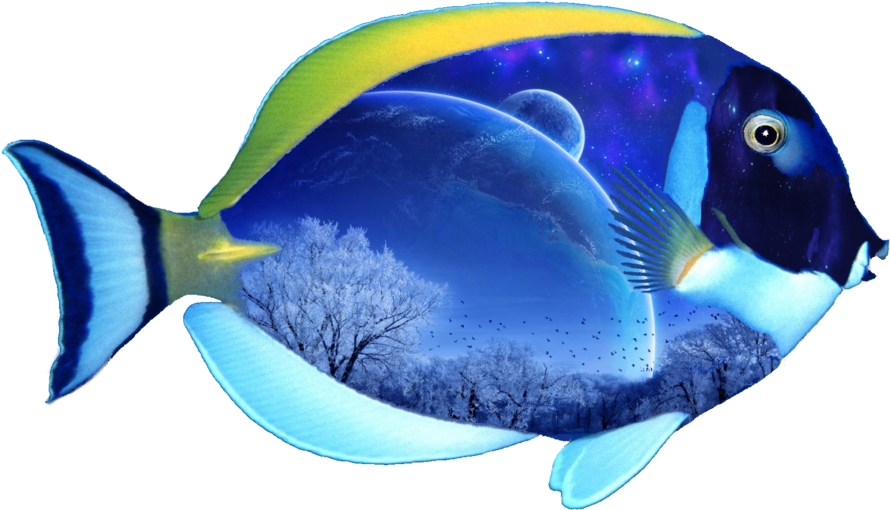 Fantasy Fish Png By Mysticmorning On Deviantart Jpg - Transparent Background Fish Png (900x563), Png Download