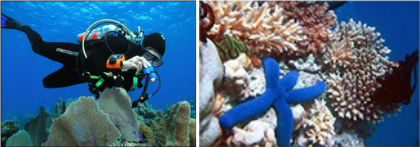Coral Reef Watching Bar Reef Is A Beautiful Coral Garden - Everglades Coral Reef (828x291), Png Download