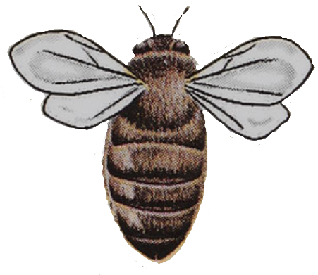 Burts Bees Bee By Bronwynbishop On Deviantart Jpg - Honeybee (1000x410), Png Download