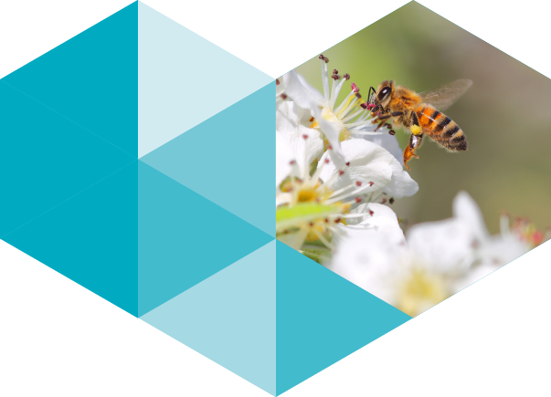 Bee (603x435), Png Download