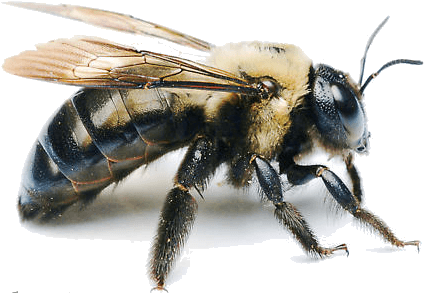 Carpenter Bee Infestation, Removal, Control & Extermination - Carpenter Bee Png (436x296), Png Download