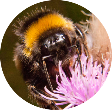 Save Our London Bees - London Bees (386x378), Png Download