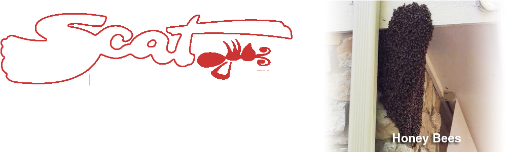 17-honey Bees - Honey Bee (1145x300), Png Download