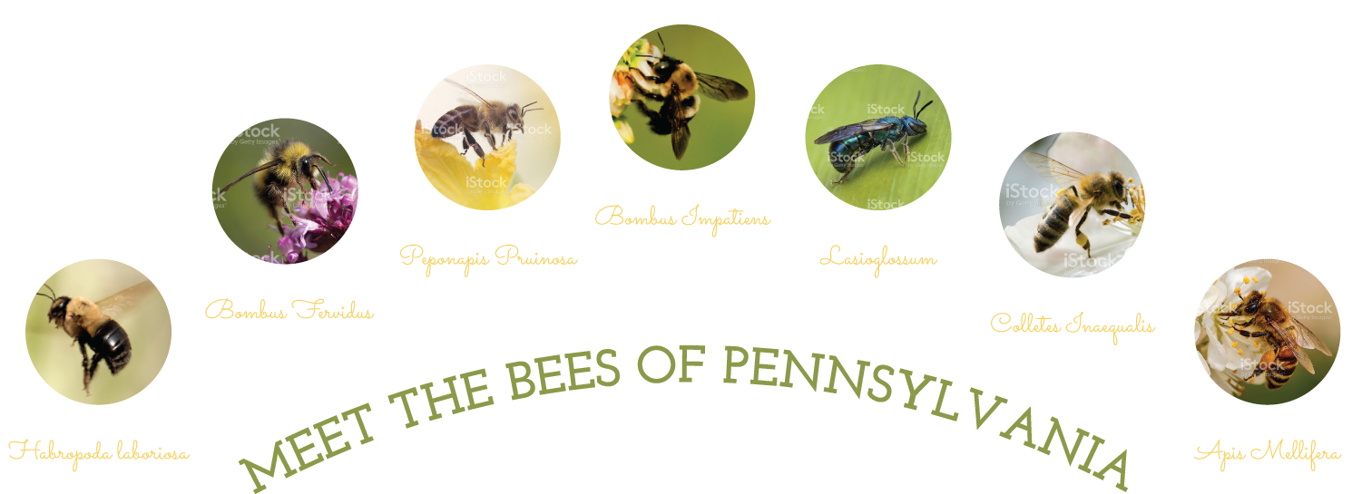 Native Bees Of Pennsylvania - Pennsylvania (1535x565), Png Download