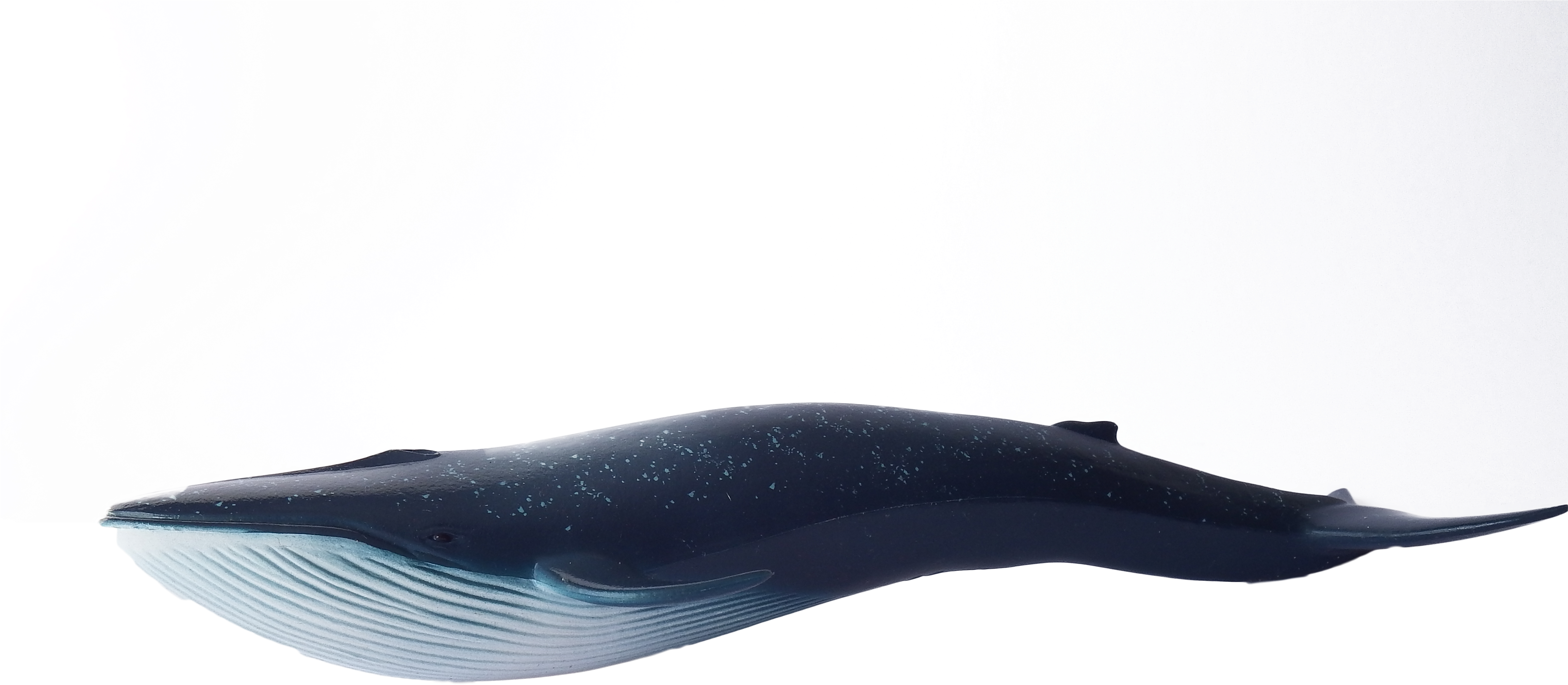 Whale Blue Swimming Png Image - Blue Whale (4608x3072), Png Download