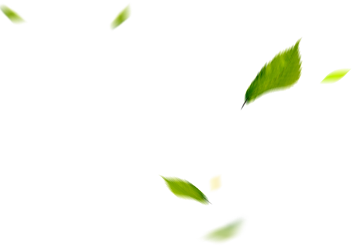 Leafs - Leafs Png (500x350), Png Download