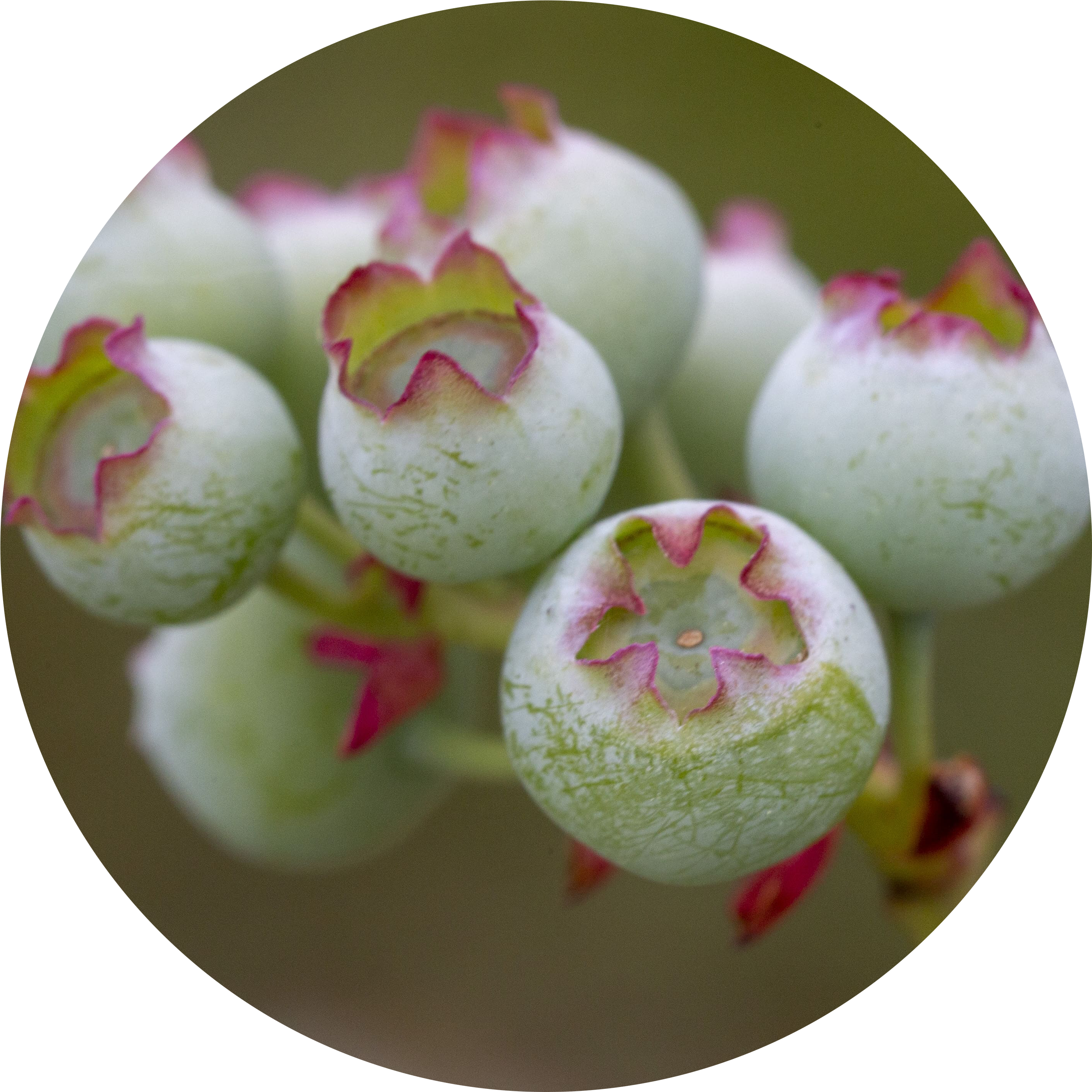 Blueberry Grower - Blueberry (2921x2863), Png Download