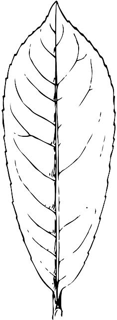 Green, Outline, Leaf, Plant, Leaves, Laurel - Dibujo De Hoja De Laurel (320x640), Png Download