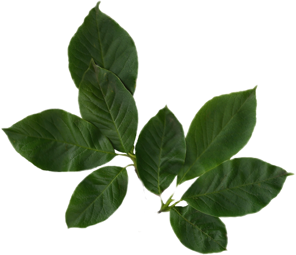 Leafs Leaf Nature Sticker Png Niche Nichememe Moodboard - Magnolia Leaves Png (1034x892), Png Download