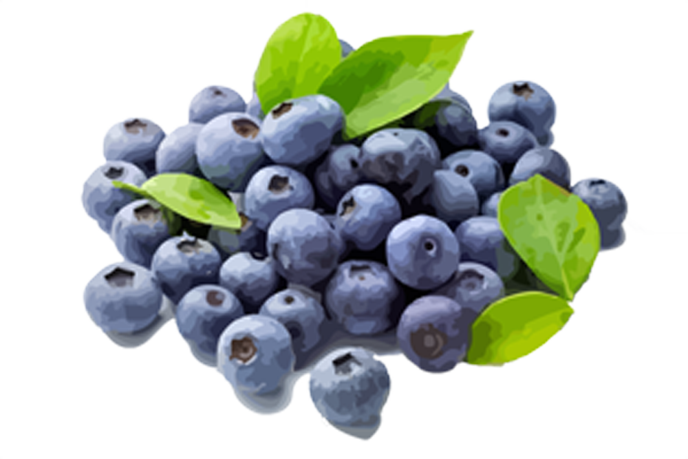 Blueberries - Blueberries Fruit Png (1000x667), Png Download