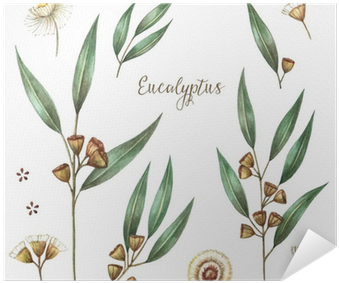 Aromata Organic 100% Pure Eucalyptus Essential Oil- (400x400), Png Download