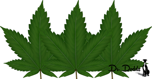 Medical Cannabis And Its Impact On Pets - Happy Canada Day 2018 (500x262), Png Download