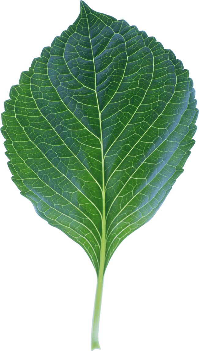 Holly Leaves Photo Leaves Png Image - Leaf (650x1146), Png Download