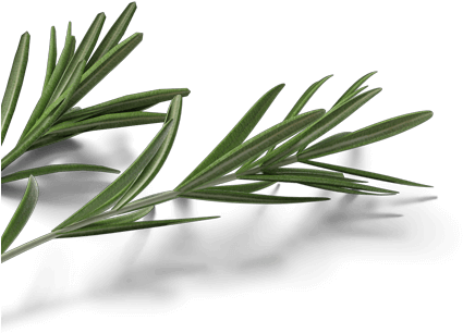 Read More - Evergreen (431x314), Png Download