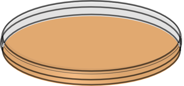 Petri Dish Clip Art At Clker - Sketsa Petridish (600x280), Png Download