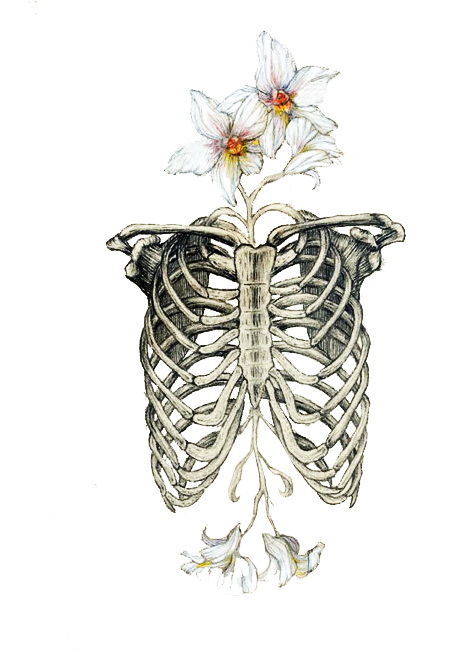 Rib Cage Drawing, Bone Drawing, Human Skeleton, Skeleton - Ribcage With Flowers (500x651), Png Download