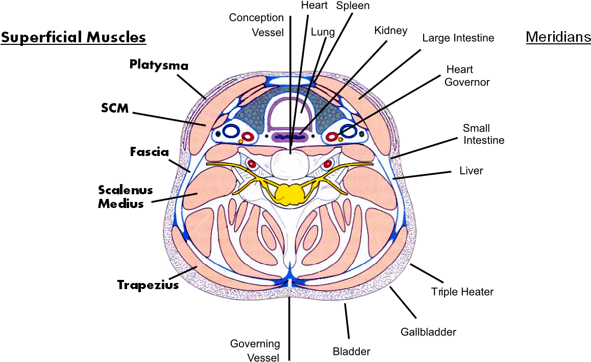 The Anatomy Of The Neck, Part Four - Muscles Of The Neck (1348x845), Png Download