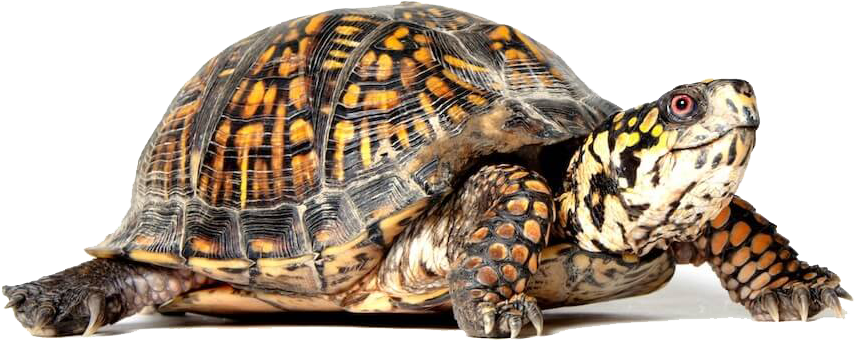 Turtle Png - Box Turtle Png (1000x642), Png Download