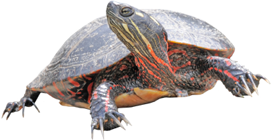 Turtles - Capture Of Painted Turtles (400x400), Png Download