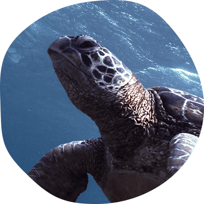 Kemp's Ridley Sea Turtle (410x410), Png Download