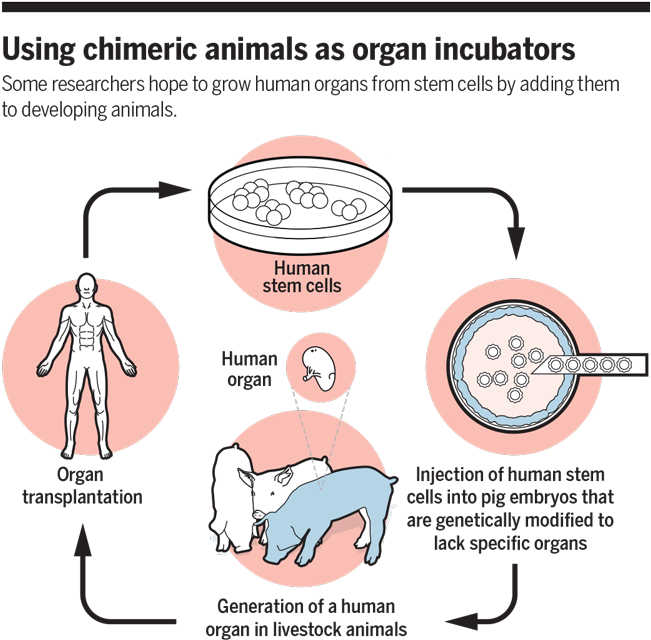 Human-animal Chimera Models - Humans And Animals Are Made Up Of Organs (672x667), Png Download