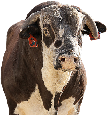 Red Bandana - Red Bandana Pbr Bull (391x421), Png Download
