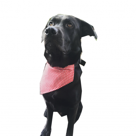 Dog Catches Something (470x611), Png Download