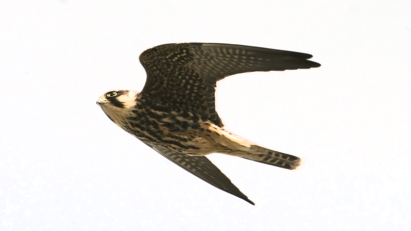 Hobby (8) Transparent - Falco Subbuteo (800x450), Png Download